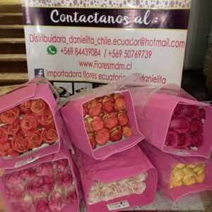 Paquete de rosas importadas, variedad de colores